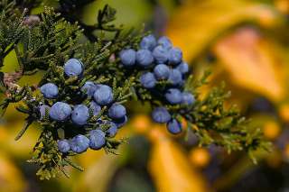Juniper Berries Whole Wildcrafted 16 oz Urinary Kidneys  