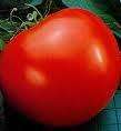 Giant Belgium Tomato seeds HUGE Heirloom (V0064)  