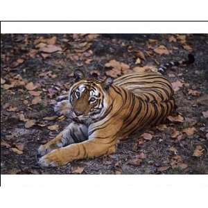  Royal Bengal / Indian Tiger   famous tigress Sita 