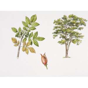 Weinmannia Rutenbergii Plant with Flower, Leaf and Fruit, Illustration 