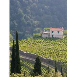 Hillside Vineyard, Manolates, Samos, Aegean Islands, Greece Stretched 
