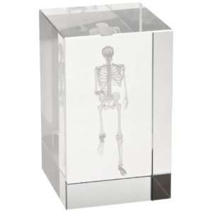 3B Scientific MAA10G Medart Glass Block Skeleton Model, 2 Length x 2 
