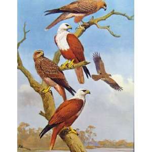  Eagles Hawks & Falcons Brahminy Kite Whistling Eagle