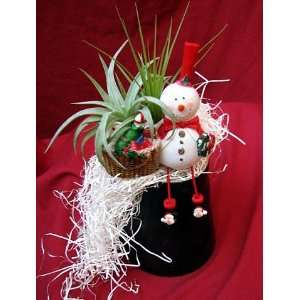  Living Christmas Ornament   Frosty the Snowman   Air Plant 