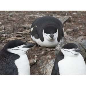 Chinstrap Penguins, Hannah Point, Livingstone Island, South Shetland 