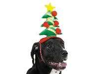 Casual Canine Christmas Holiday 3D XMAS Tree Dog with Ornaments Hat 