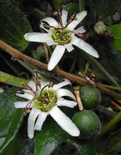 Unusual Passiflora bogotensis   Rare collectors plant  