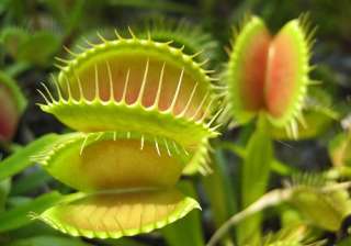 Venus Flytrap Plants Dionaea Carnivorous Eat Bugs Big Jaws Nice Gift 
