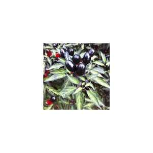  Ornamental Pepper Black Olive Patio, Lawn & Garden