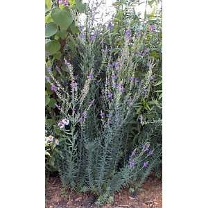  Purple Toadflax 4 Perennial Plants   Linaria Very Hardy 