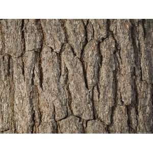  Close Up of White Pine Tree, Lexington, Massachusetts 