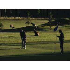  Two People Play Golf While Elk Graze on the Golf Course 