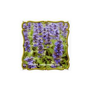  1 Oz Blue Sage (Salvia azurea) Bulk Wildflower Seeds 