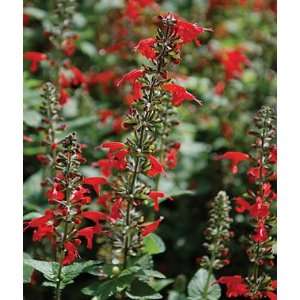  Salvia, Lady In Red 1 Pkt. (75 seeds) Patio, Lawn 