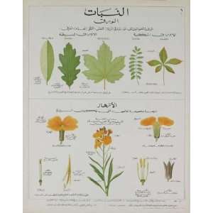  Plants and Leaves Teaching Chart by Deyrolle. Size 19.25 X 