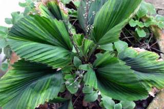 Live Rare Licuala triphylla 3 Leaf Palm Tree Seedling  