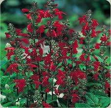   of bright red trumpet flowers that will continuously bloom from early