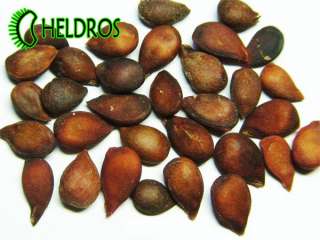 PYRUS COMMUNIS Wild Pear seeds, very sweet and tasty   