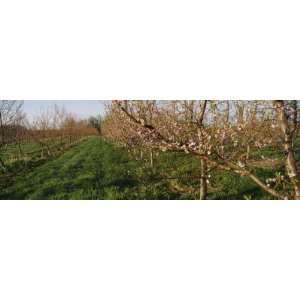 Plum Tree in an Orchard, Grand Rapids, Michigan, USA Photographic 