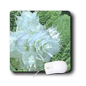  Jackie Popp Nature N Wildlife flowers   Flowering Kale 