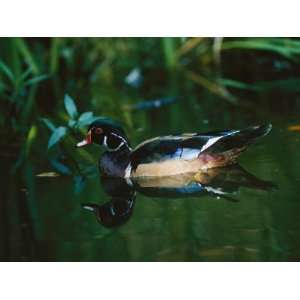  A Male Wood Duck Makes its Home in the Wildlife Park at 