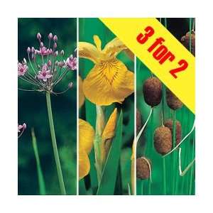 Pond Friendly Plant Collection from JERSEY PLANTS DIRECT   3 Pond 